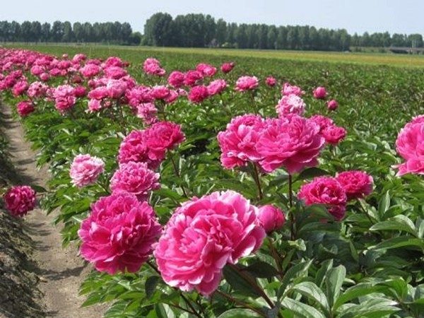 piwonia-jadwiga.jpg